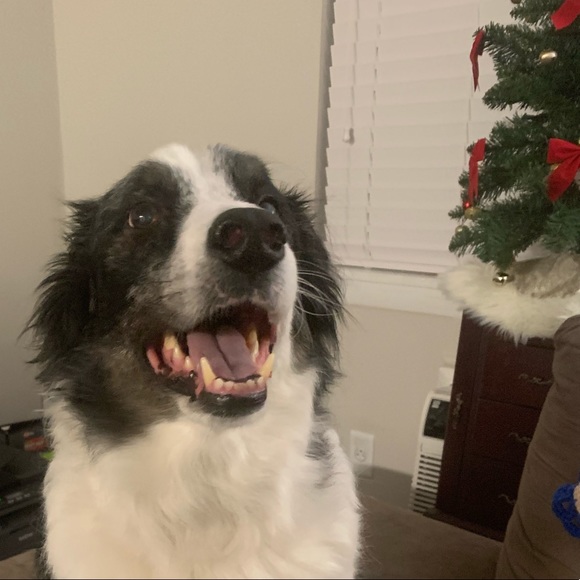 Meet your Posher, Jessica - Picture 3 of 4